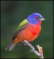 _3SB3374 painted bunting
